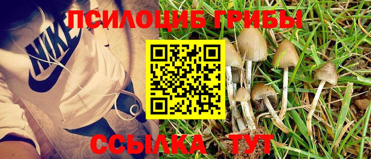 Псилоцибиновые грибы Psilocybine cubensis Арзамас